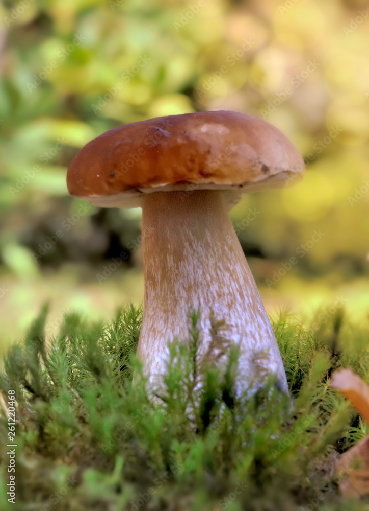 cep mushroom growing in the moss in forest cep mushroom growing in the moss in forest