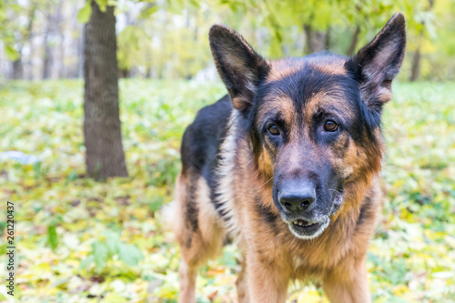 Dog German Shepherd outdoors in an autumn