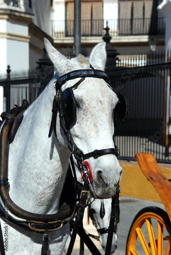 White horse with bridle at the front of a carriage, Seville, Spain.