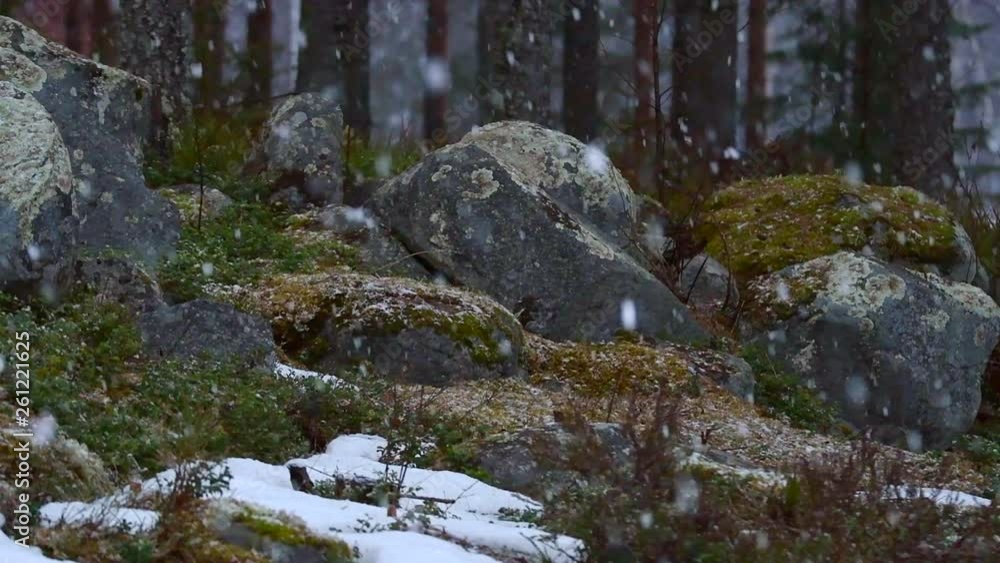 Big snowflakes falling down to the ground and on to old rocks. Slow motion shot, pine trees on the background. Big snowflakes falling down to the ground and on to old rocks. Slow motion shot, pine trees on the background.