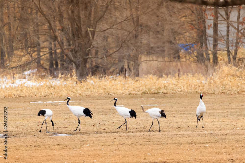 Naklejka premium Japanese Crane Group