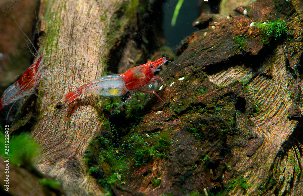 Red sushi dwarf shrimp stay on timber decoration