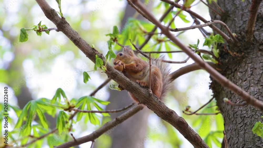 Beautiful fluffy cute brown squirrel eating nut sitting on branch of tree in spring wood or park outdoor. Real time full hd video footage. Beautiful fluffy cute brown squirrel eating nut sitting on branch of tree in spring wood or park outdoor. Real time full hd video footage.