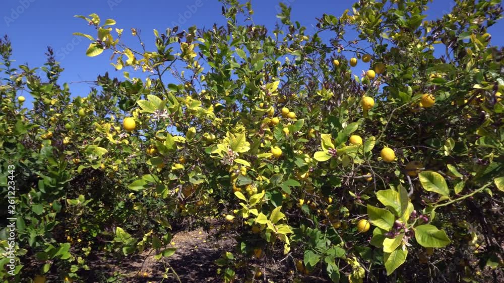Branches with ripe yellow lemons in lemon orchard. Lemon fruits and blossom growing on lemon tree under the sunny rays Branches with ripe yellow lemons in lemon orchard. Lemon fruits and blossom growing on lemon tree under the sunny rays