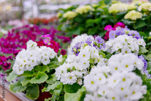 Blumen in einer Gärtnerei, Pflanzenzucht