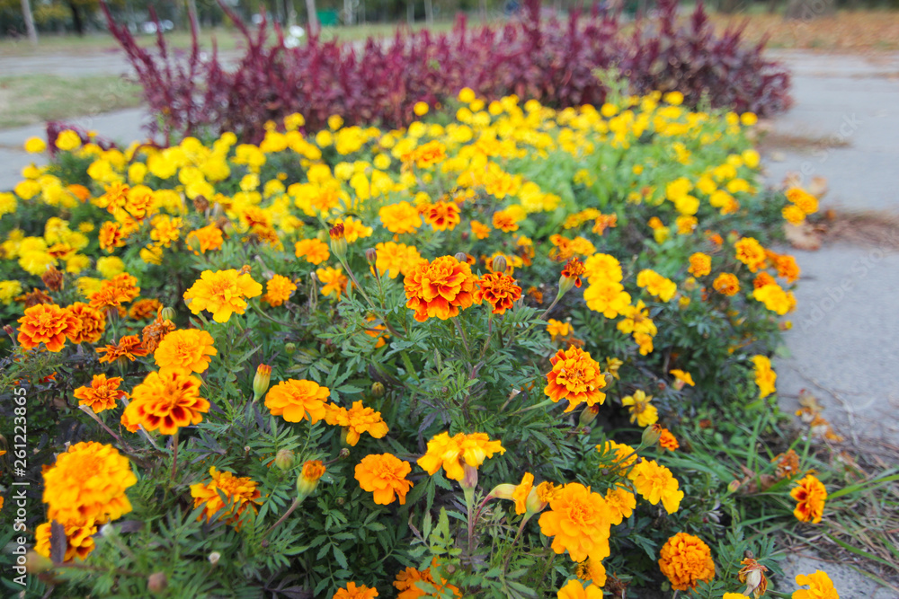 Tagetes patula, the French marigold.　Scientific name is Tagetes. Tagetes is a genus of annual or perennial, mostly herbaceous plants in the sunflower family.
