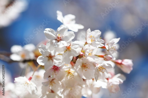 晴れた日の桜の花