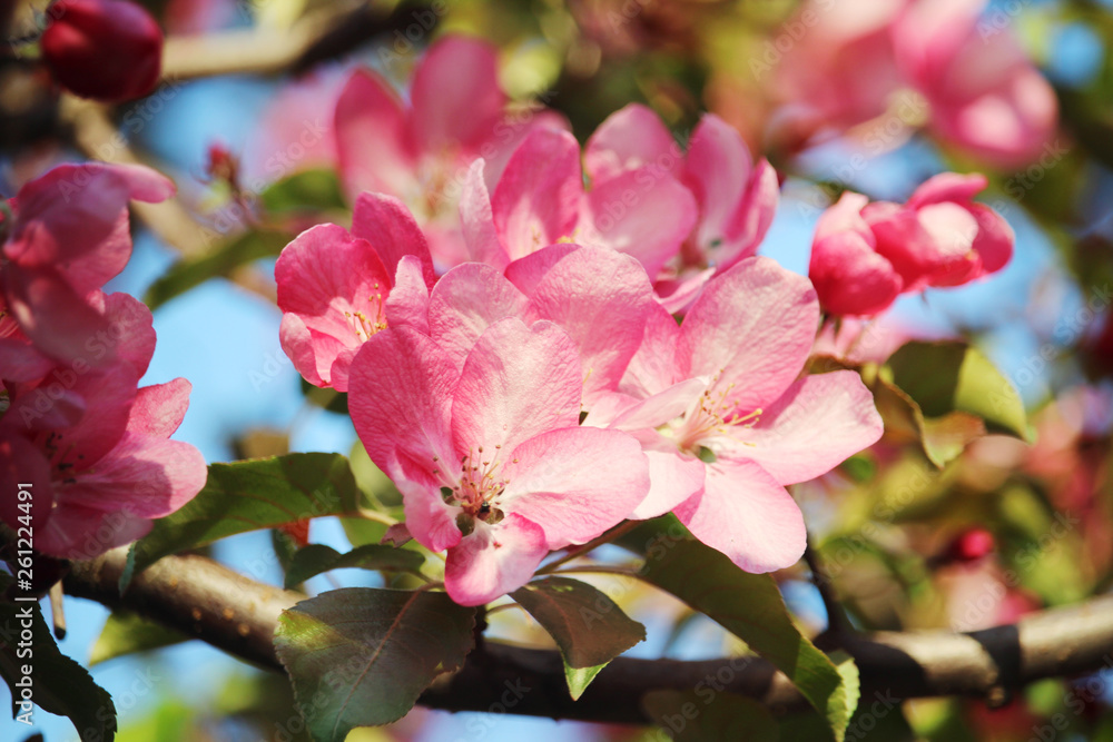 Pink blossoming trees in April in Russia