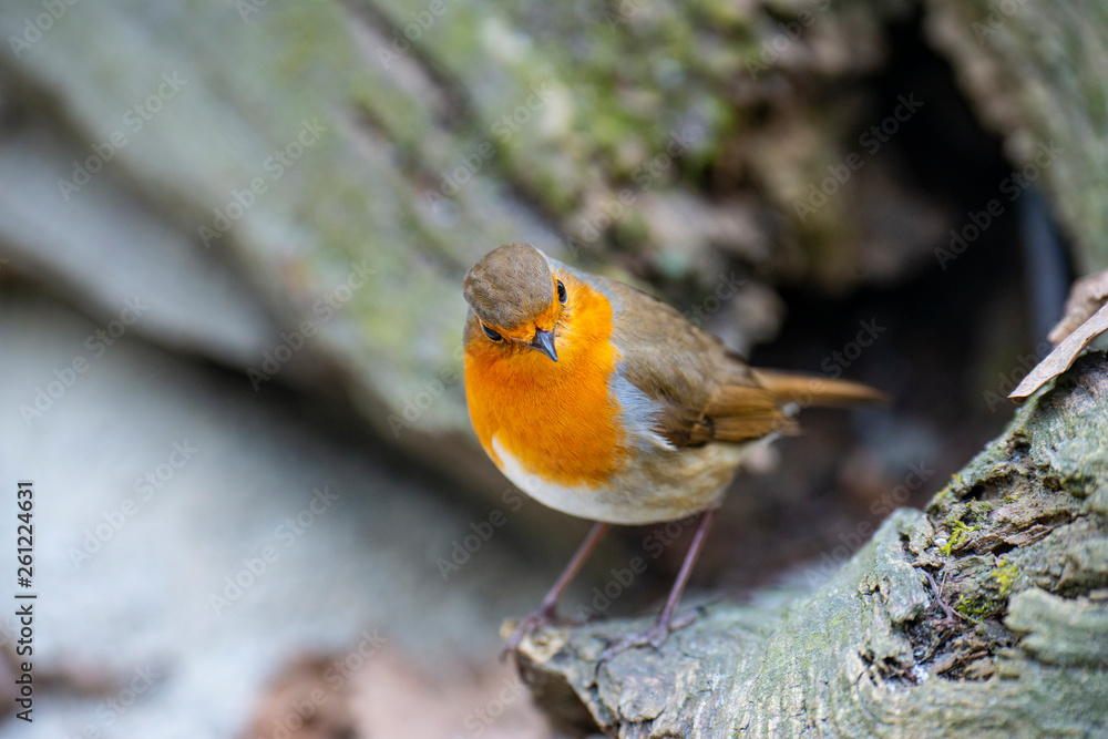 Red Robin (Erithacus rubecula) bird close up in a forest Red Robin (Erithacus rubecula) bird close up in a forest