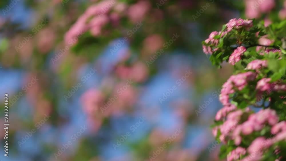 Closeup view of beautiful spring tree blooming with charming cute pink flowers. Branches isolated on blue sky background. Closeup view of beautiful spring tree blooming with charming cute pink flowers. Branches isolated on blue sky background.
