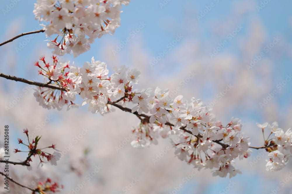 晴れた日の桜の花