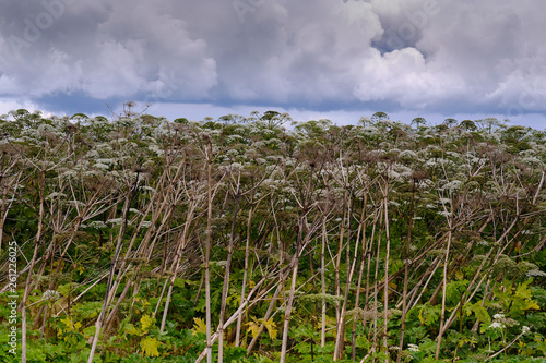 big tall  very harmful  fast-growing weed - hogweed. The field is completely overgrown with a plant with tall stems about 3-4 meters tall. Very dangerous to human health. Able to cause burns.