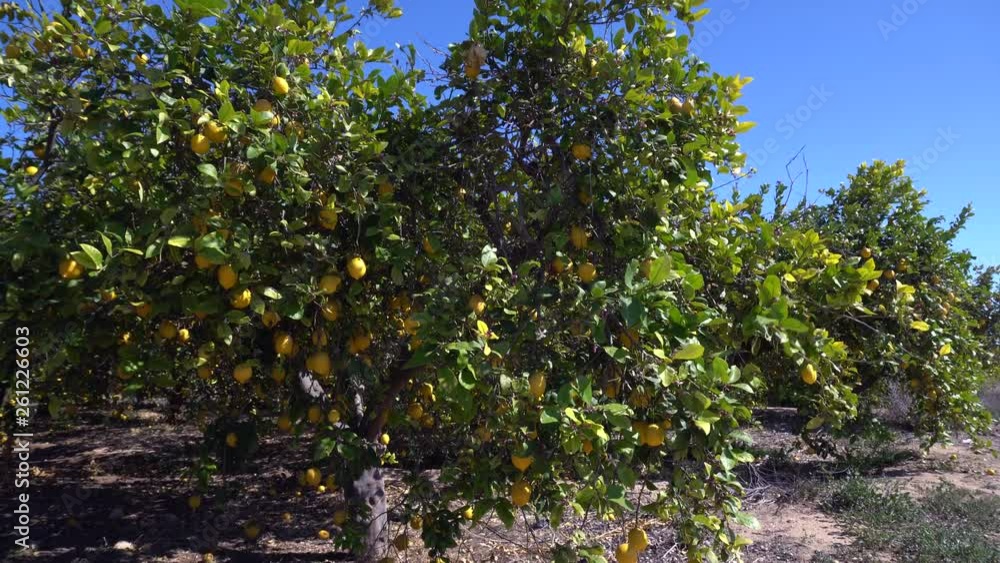 Blossoming lemons in healthy organic lemon garden. Lemons Growing On Tree Under The Sunny Rays Blossoming lemons in healthy organic lemon garden. Lemons Growing On Tree Under The Sunny Rays