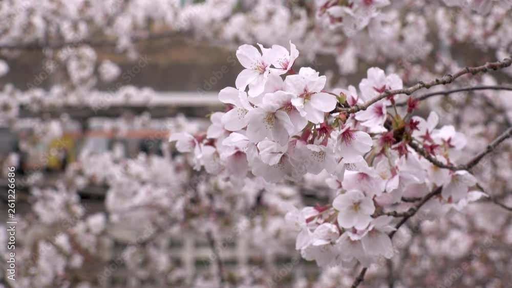 ICHIGAYA, TOKYO, JAPAN - CIRCA APRIL 2019 : CHERRY BLOSSOM and TRAIN around Ichigaya station in Spring season. ICHIGAYA, TOKYO, JAPAN - CIRCA APRIL 2019 : CHERRY BLOSSOM and TRAIN around Ichigaya station in Spring season.