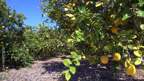  Branches with ripe yellow lemons in lemon orchard. Lemon fruits and blossom growing on lemon tree under the sunny rays