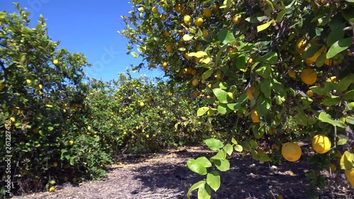 Lemon branches with ripe yellow lemons in lemon orchard. Healthy organic lemons growing under the sunny rays
