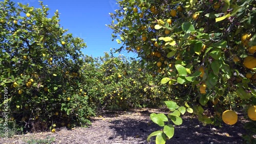 Blossoming lemons in healthy organic lemon garden. Lemons Growing On Tree Under The Sunny Rays