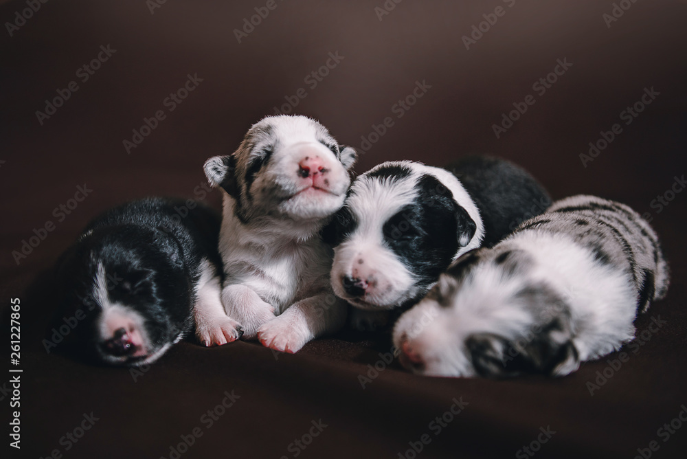 Four newborn border collie puppies are sleeping together on cloth
