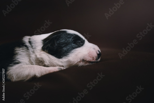 Newborn border collie puppy is sleeping on brown background © tyurina