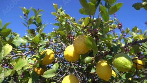 Lemon branches blossom healthy organic lemons in sunny orchard. Lemons hanging on tree under the sunny rays