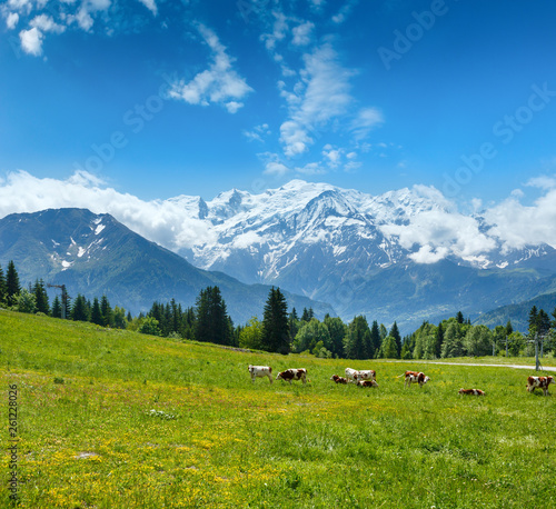 Herd cows on glade and Mont Blanc mountain massif