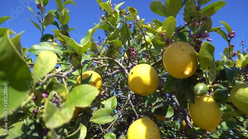  Branches with ripe yellow lemons in lemon orchard. Lemon fruits and blossom growing on lemon tree under the sunny rays