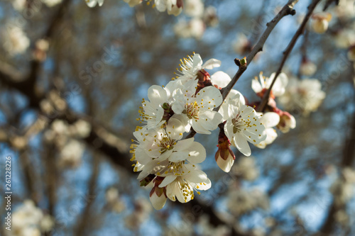 Spring Bloom