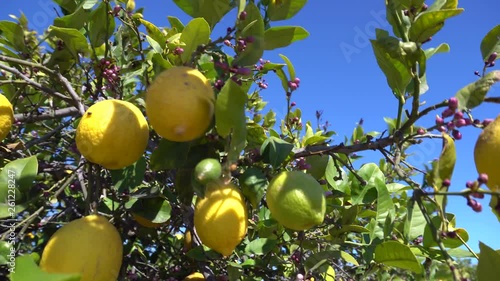 Lemon branches with ripe yellow lemons in lemon orchard. Healthy organic lemons growing under the sunny rays