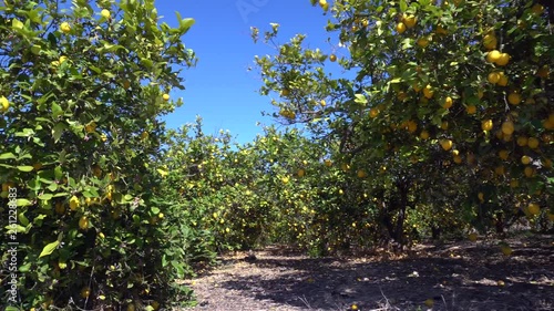 Lemon branches blossom healthy organic lemons in sunny orchard. Lemons hanging on tree under the sunny rays