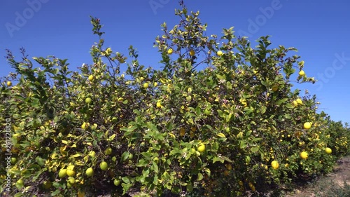 Lemon branches with ripe yellow lemons in lemon orchard. Healthy organic lemons growing under the sunny rays