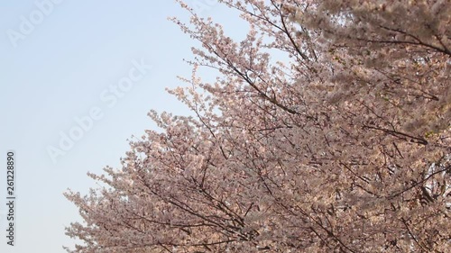 桜　スローモーション　音無