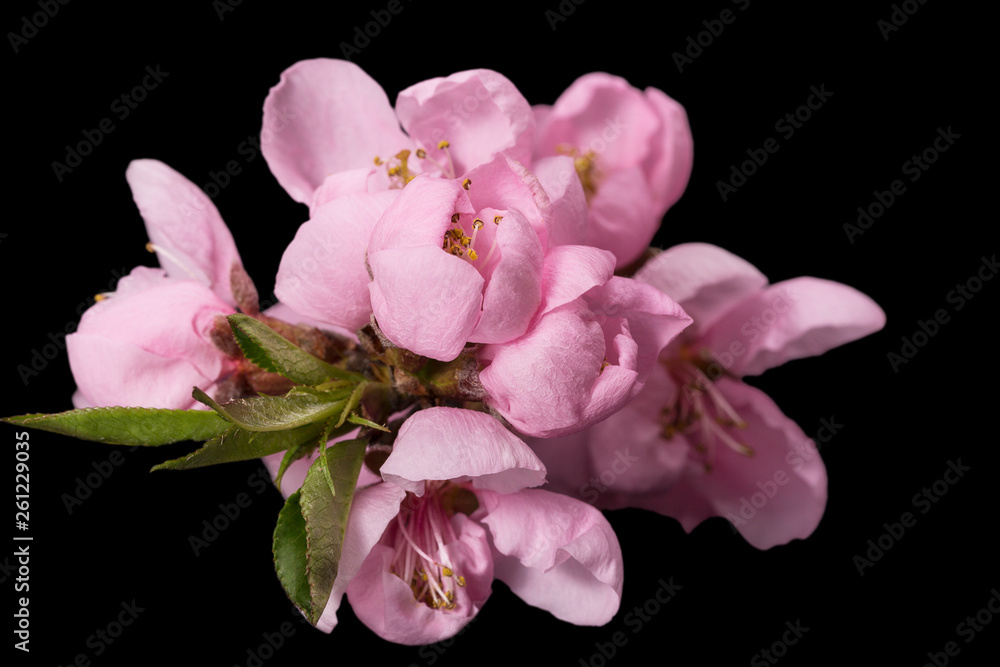 Flowers of blooming flowering peach tree isolated on black background, close up Flowers of blooming flowering peach tree isolated on black background, close up