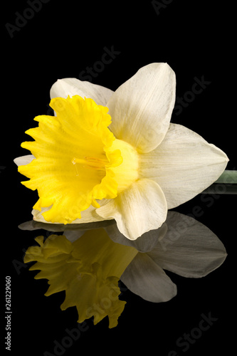 Fototapeta Naklejka Na Ścianę i Meble -  Single flower of daffodil (Narcissus) on black background