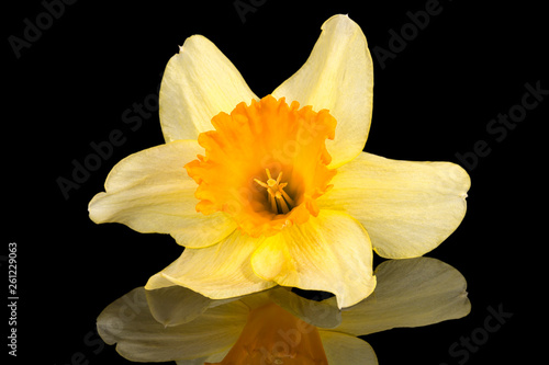 Single flower of daffodil  Narcissus  on black background