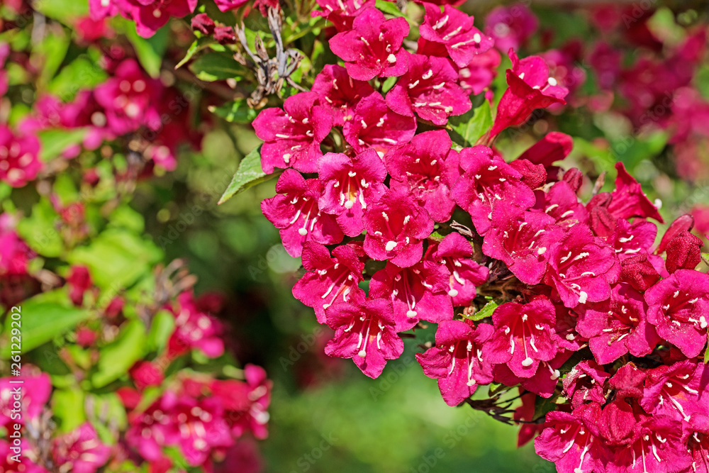 Blühende Weigelie, Weigela Blühende Weigelie, Weigela