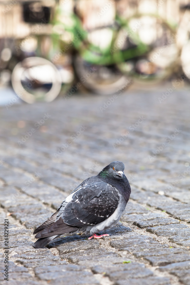 Obraz premium Urban Bird Portrait / Wildlife single pigeon at cobblestone road in Amsterdam city, blurred bicycles at background (copy space)