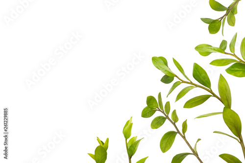 Branches with leaves isolated on white background. Postcard design.