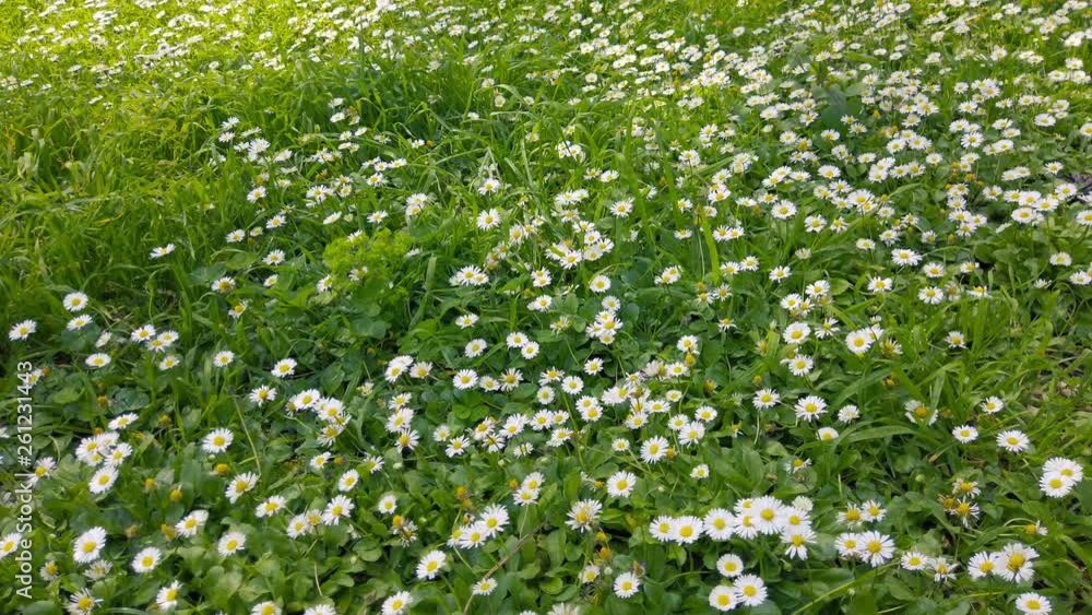 A shot of fresh wild grass and blooming white daisies in the enchanting spring season. A shot of fresh wild grass and blooming white daisies in the enchanting spring season.
