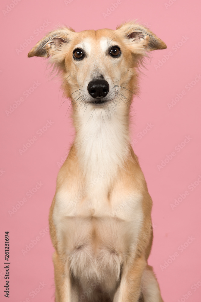 Fototapeta premium Portrait of a cute silken windsprite looking at the camera on a pink background