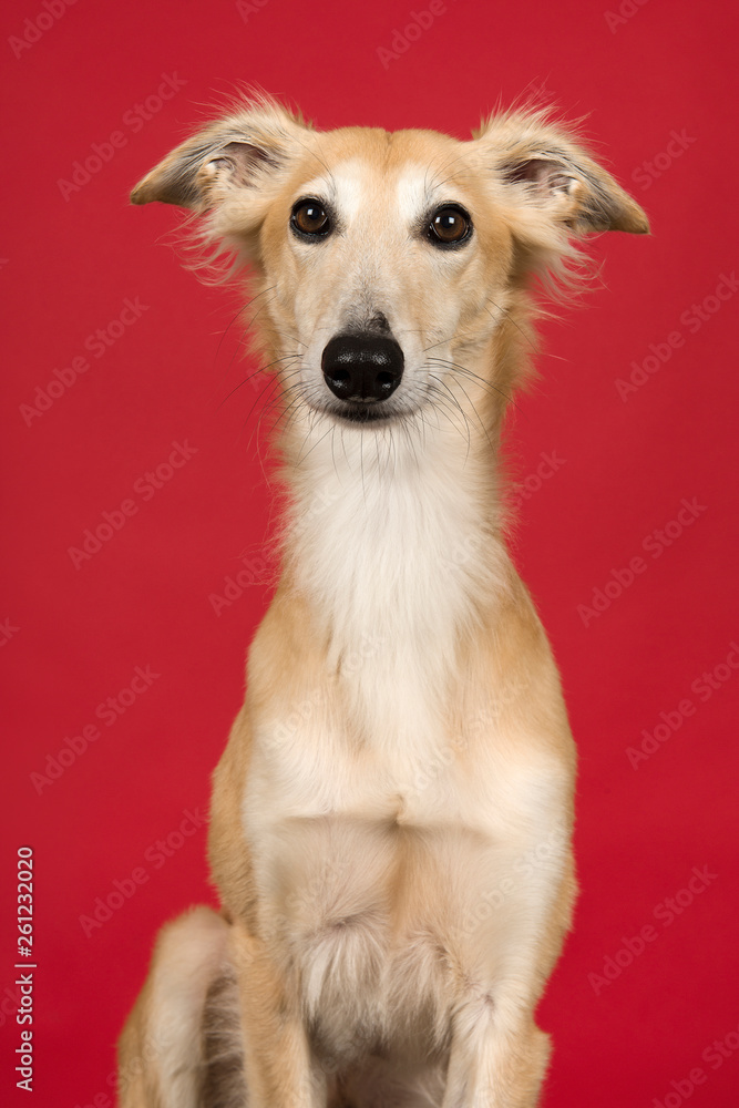 Fototapeta premium Portrait of a cute silken windsprite looking at the camera on a red background