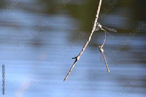 Blaue Federlibelle / Blue Featherleg / Platycnemis pennipes