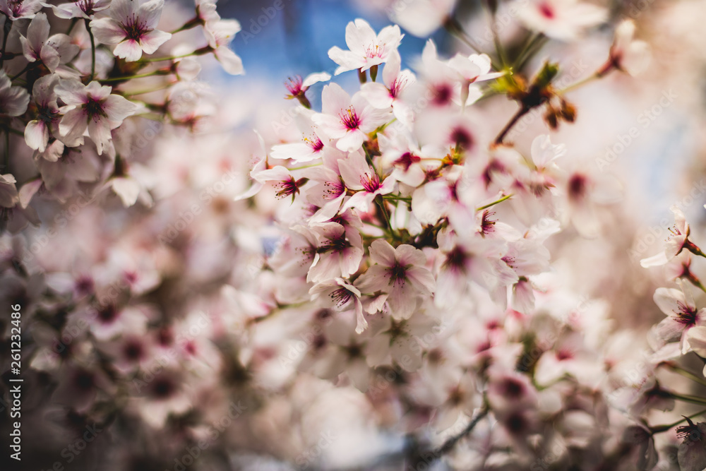 Spring Spring