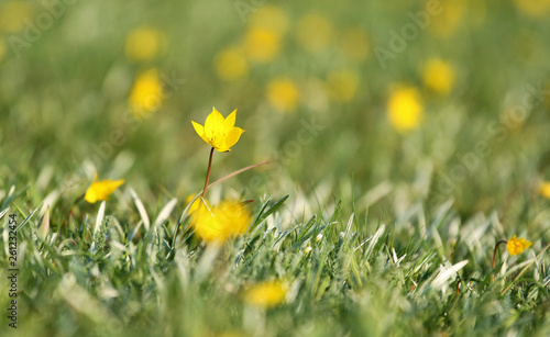 Floral background spring, wild tulips, Biberstein tulip, yellow floral beautiful background photo