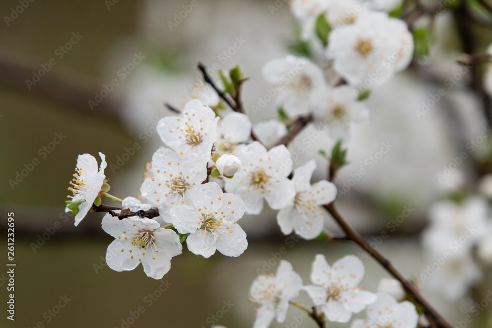 Close-up of white plum flowers with morning hoarfrost.
