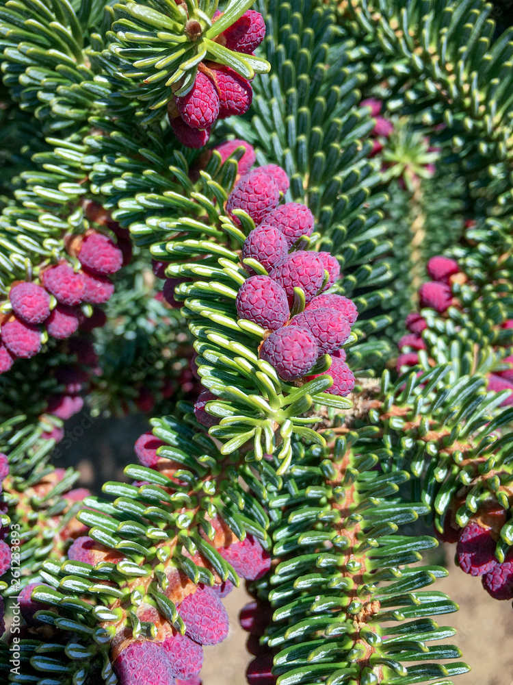 The embryo cones on spruce