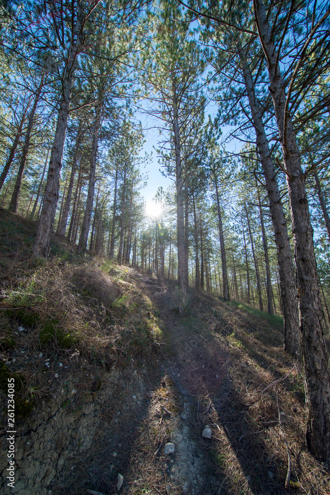 Obraz premium Pine forests around the town of Morella
