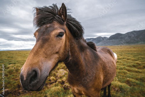 Icelandic horse in the field of scenic nature landscape of Iceland. The Icelandic horse is a breed of horse locally developed in Iceland as Icelandic law prevents horses from being imported. © Blue Planet Studio
