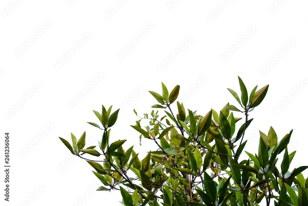 Fototapeta premium Tropical tree leaves with branches on white isolated background for green foliage backdrop 
