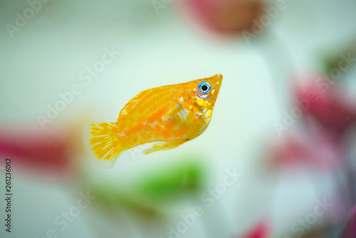 Little Molly fish, Poecilia latipinna in fish tank or aquarium. photo