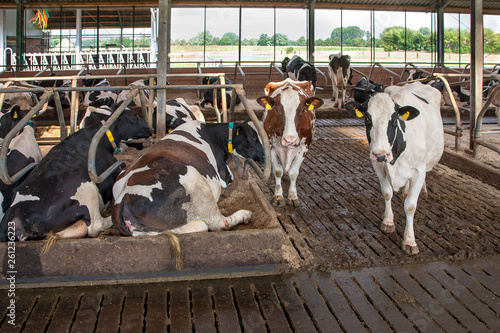 Milchrinder im Stall - Bilder aus der Landwirtschaft AGRARMOTIVE
